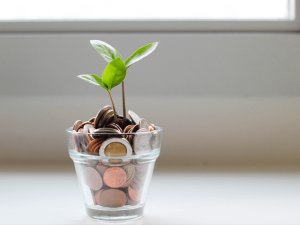 Plant growing in coins