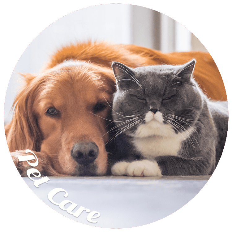 Personal Loans for pet care